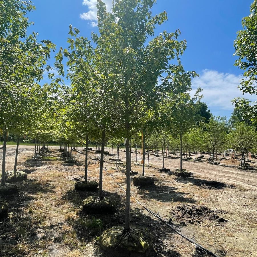 Acer x freemanii Sienna Glen&reg;