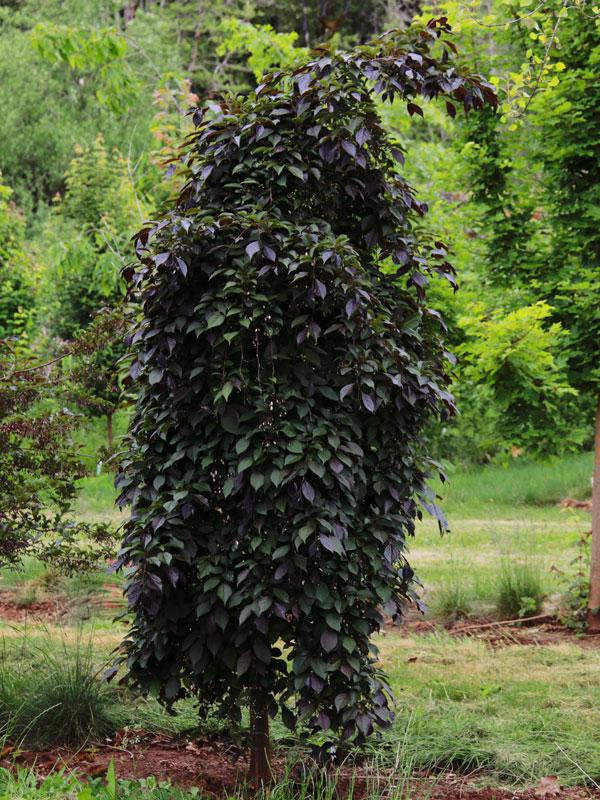 Styrax japonicus Nightfall&reg; 