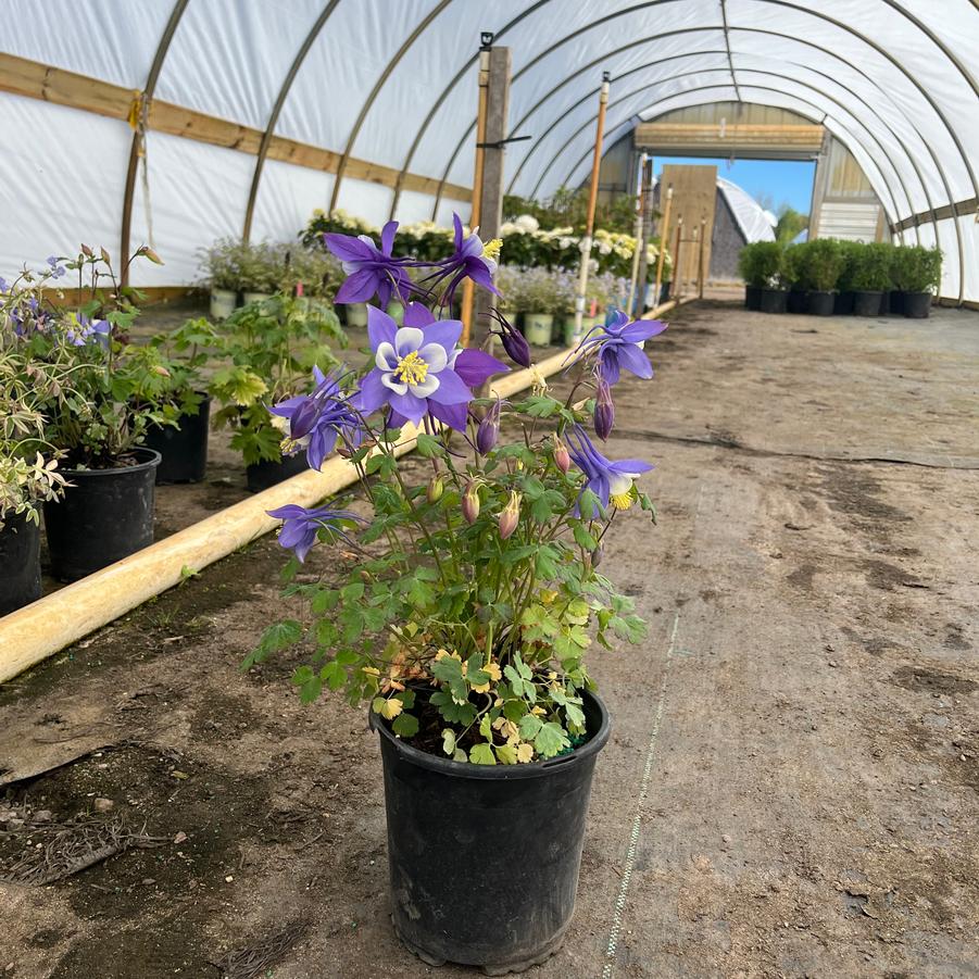 Aquilegia caerulea Kirigami&trade; Deep Blue and White