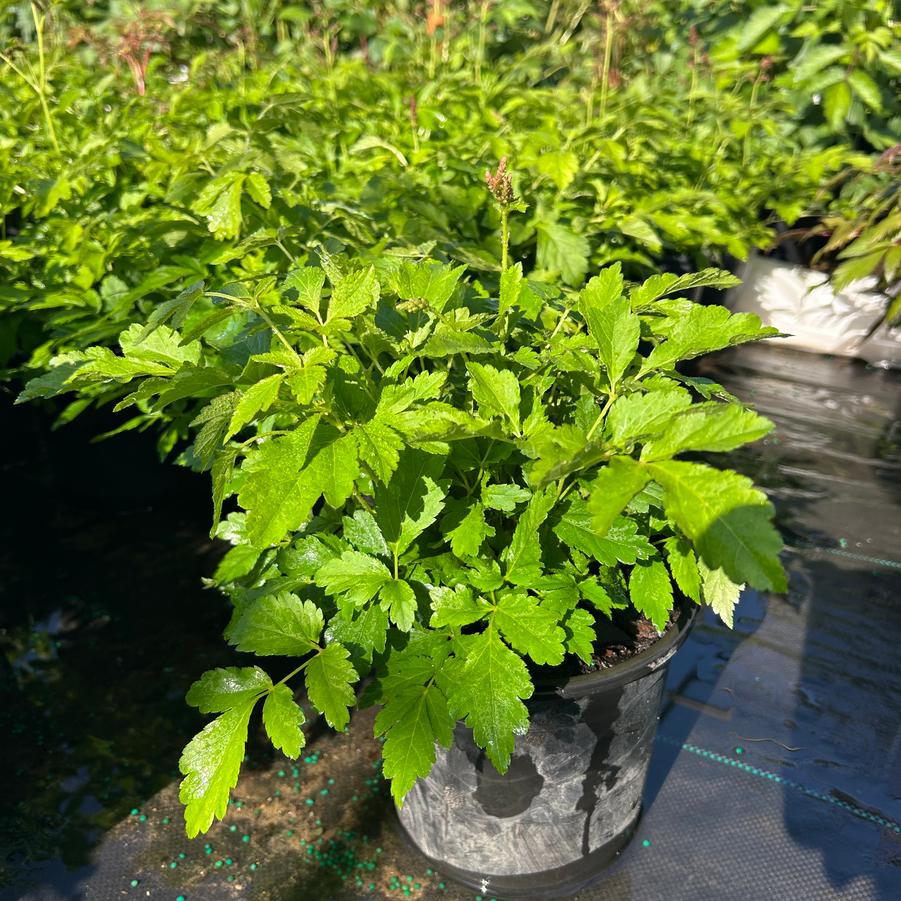 Astilbe 'Younique Cerise'