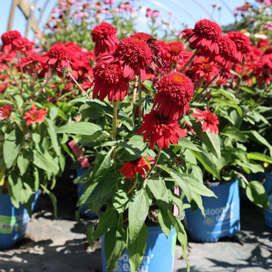 Echinacea Double Scoop&trade; Strawberry Deluxe