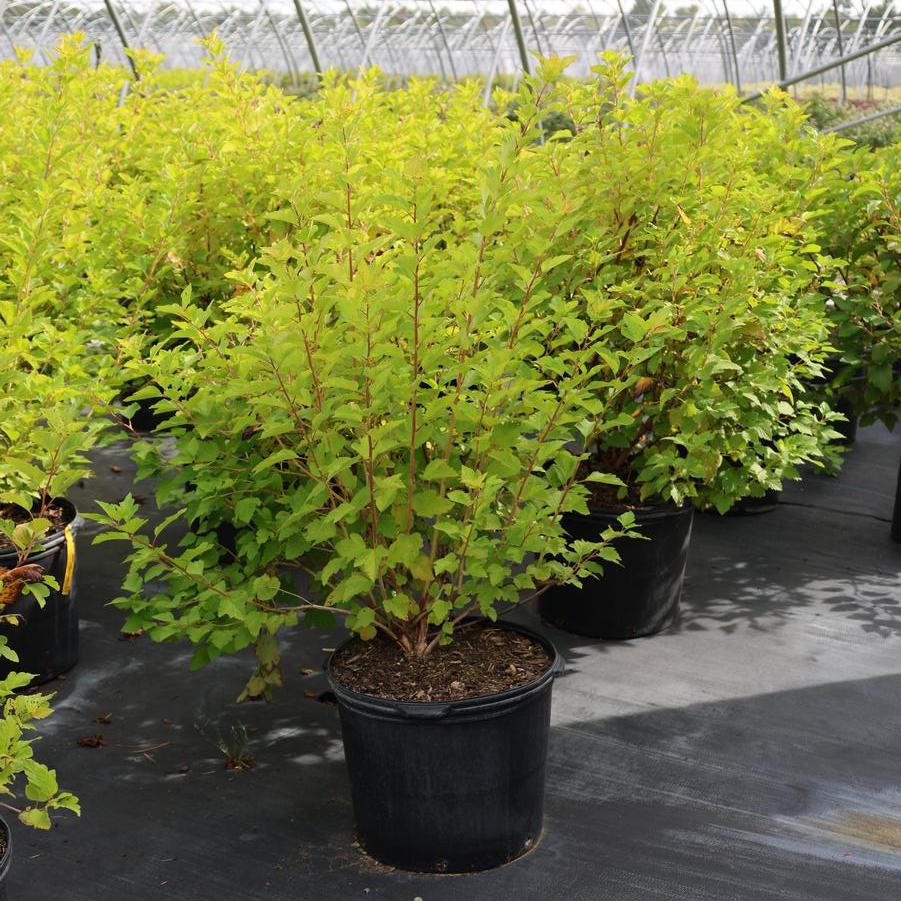Physocarpus Opul. 'Nugget'