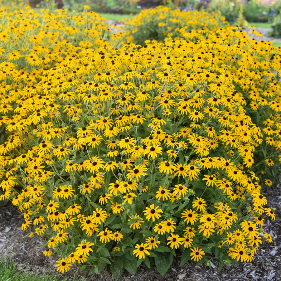 Rudbeckia Treasure Trove