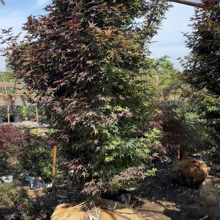 Acer palmatum 'Twombly's Red Sentinel' - Japanese Maple from Great Lakes Landscape Supply