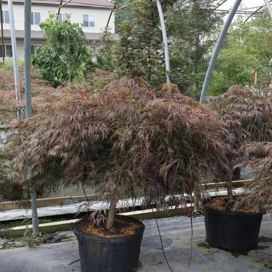 Acer palmatum var. dissectum Crimson Queen