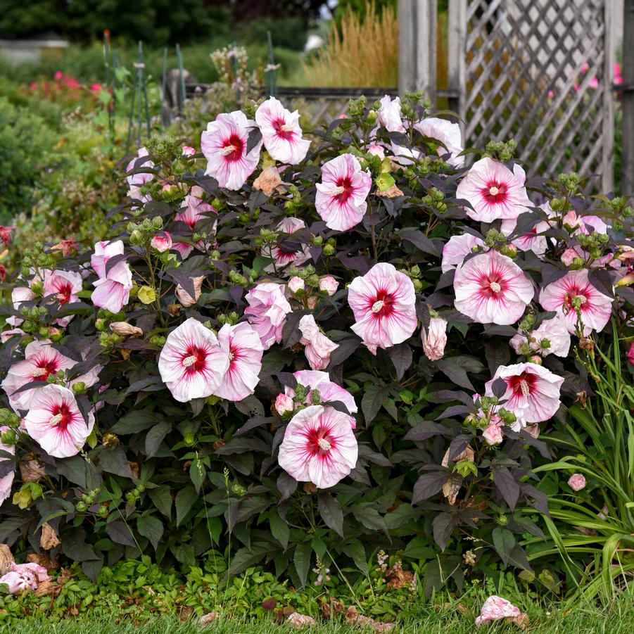 Hibiscus Summerific&reg; Cherry Choco Latte