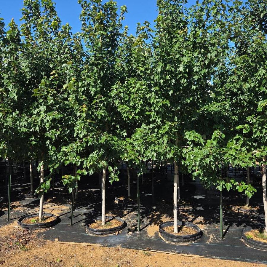 Acer rubrum 'Red Sunset®' - Red Maple from Great Lakes Landscape Supply