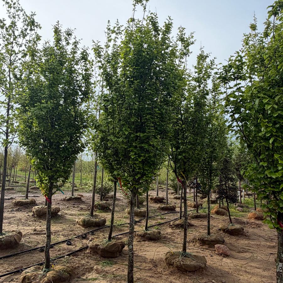 Parrotia persica Persian Spire&trade;