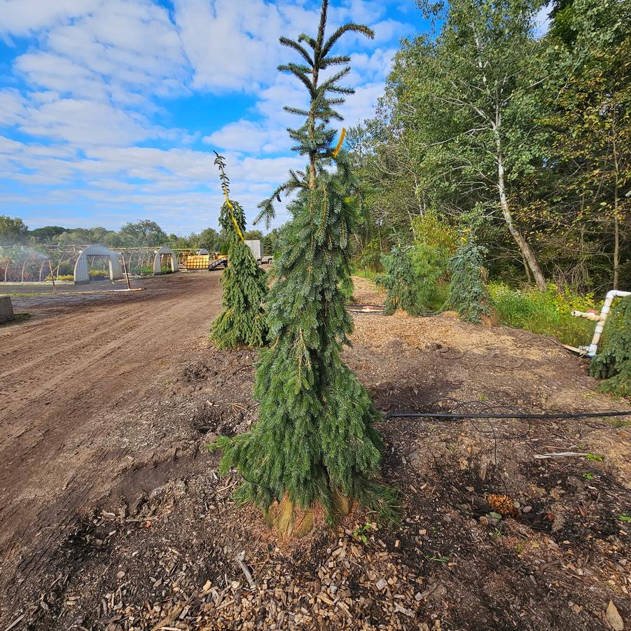 Picea omorika Pendula Bruns