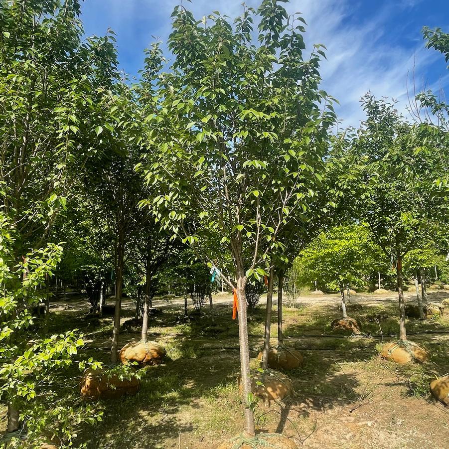 Prunus serrulata Royal Burgundy