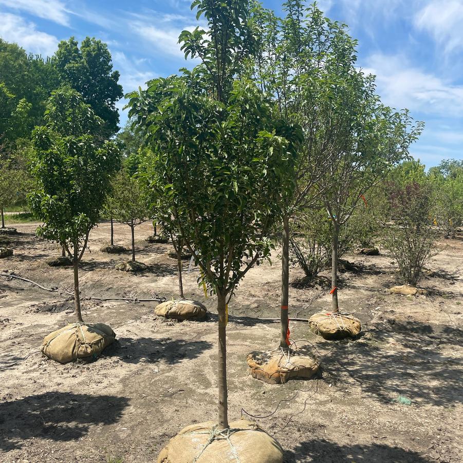 Malus Ivory Spear&reg;