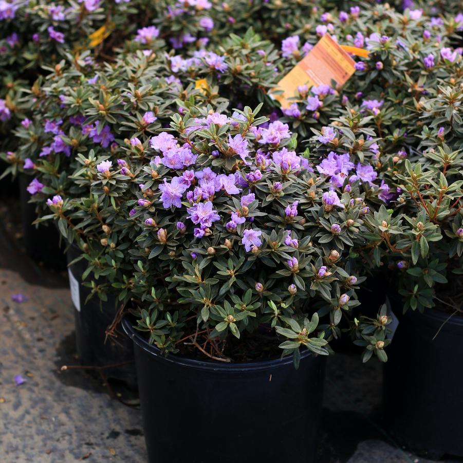 Rhododendron Ramapo