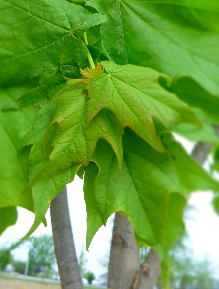 Acer saccharum Endowment