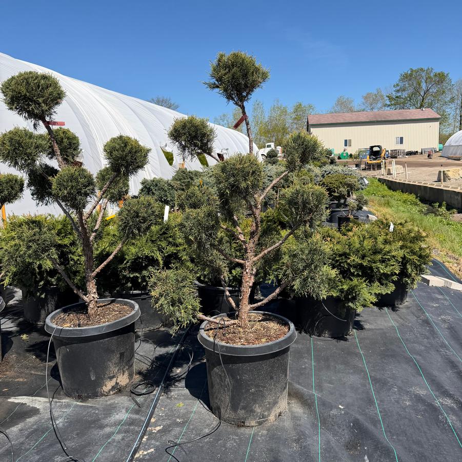 Juniper 'Meyerii' 
