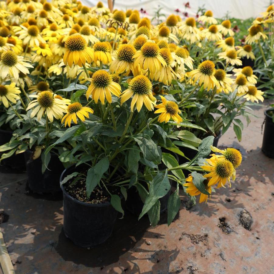 Echinacea Sombrero&reg; Lemon Yellow