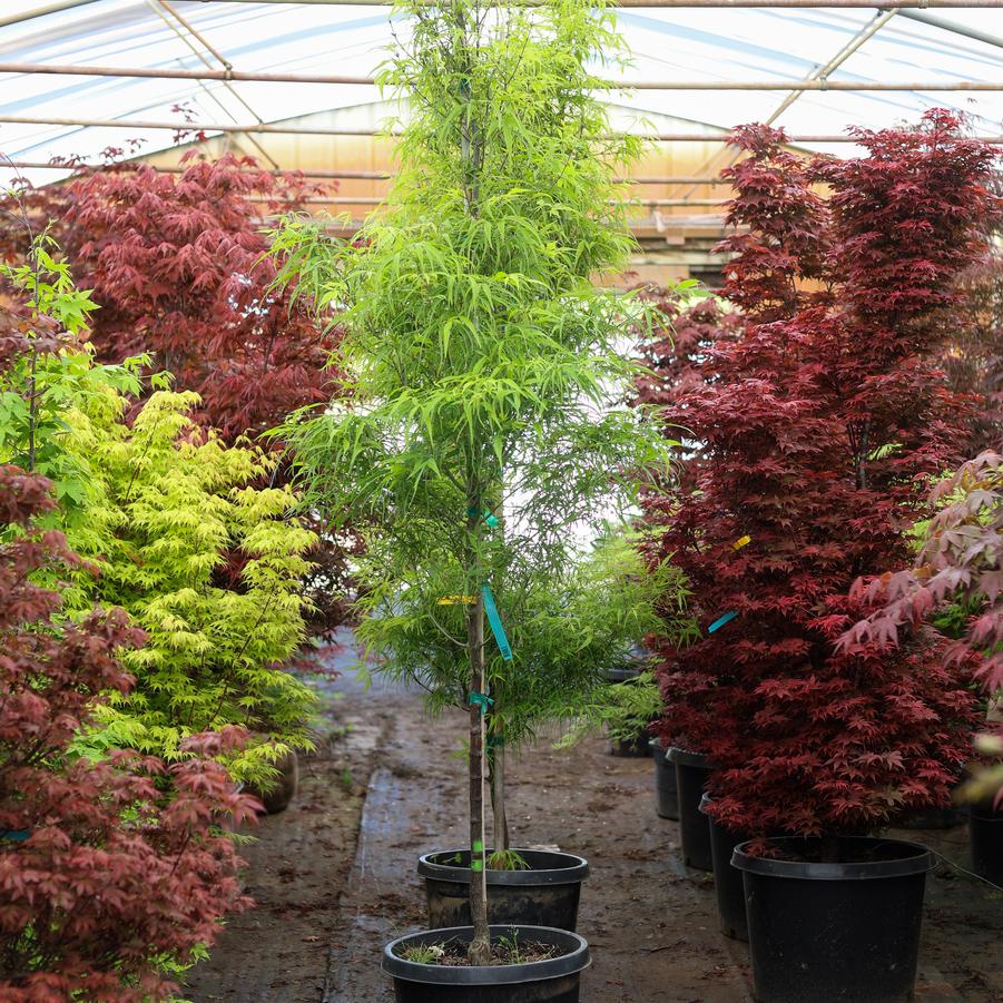 Acer palmatum Koto-no-ito