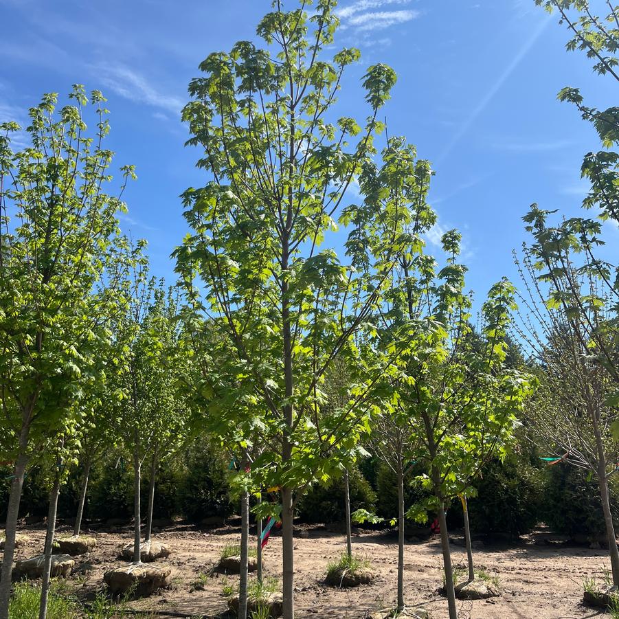 Acer x freemanii Celebration&reg;