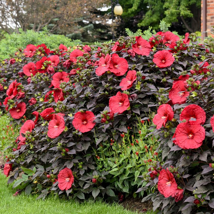 Hibiscus Summerific&reg; Holy Grail