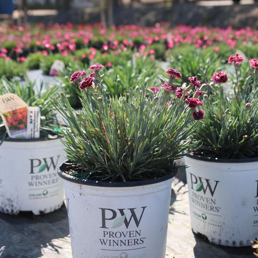 Dianthus Fruit Punch&reg; Raspberry Ruffles
