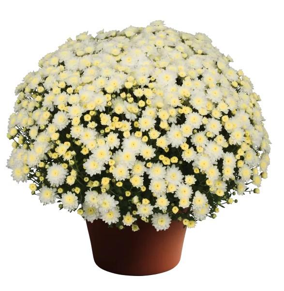 Chrysanthemum x morifolium Chelsey&trade; White 