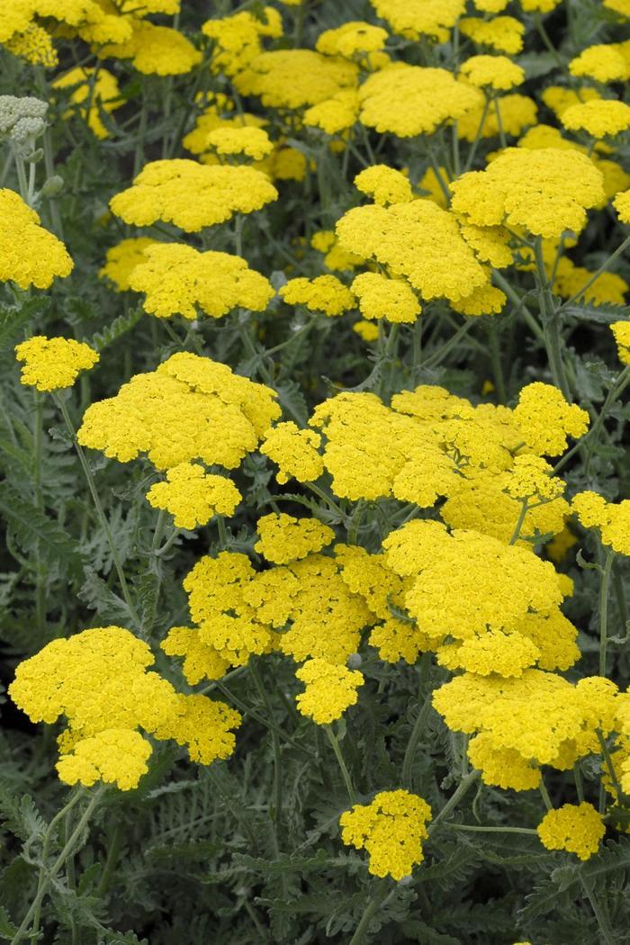 Achillea millefolium Moonshine