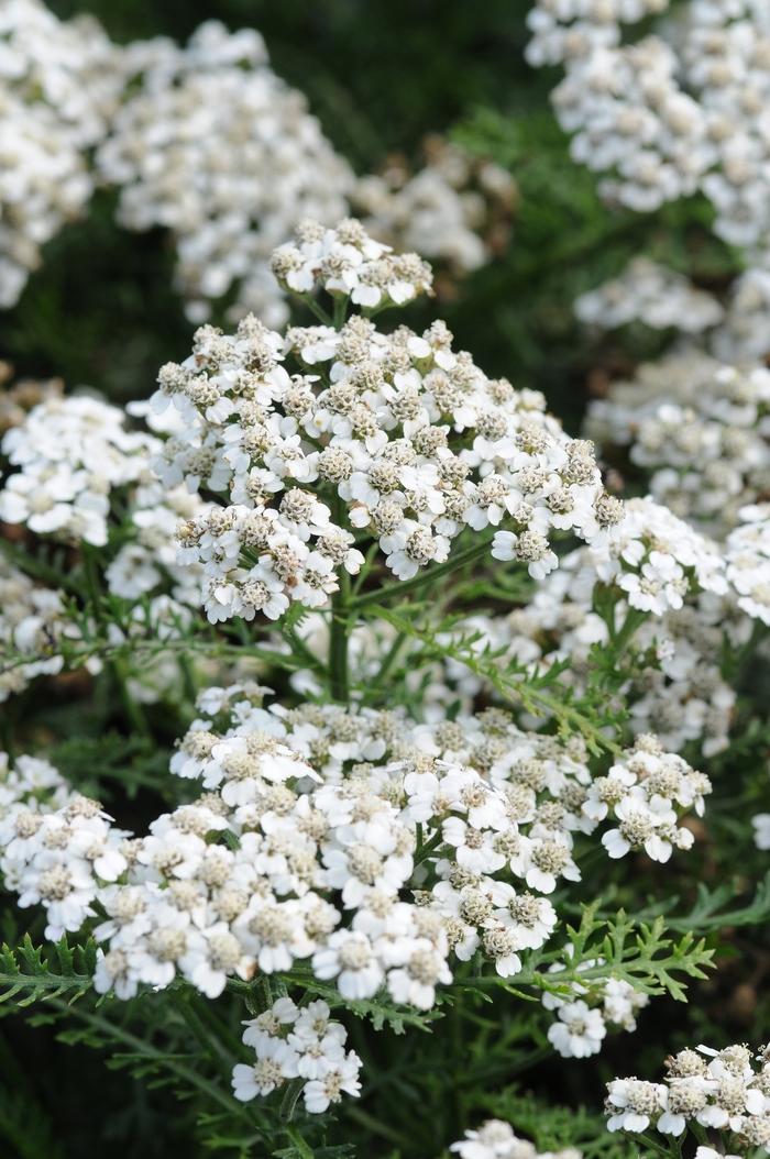 Achillea millefolium New Vintage&trade; White