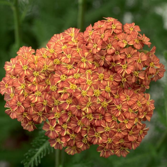Achillea Desert Eve&trade; Terracotta