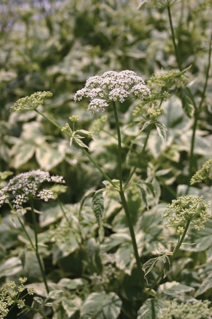 Aegopodium podagraria Variegatum