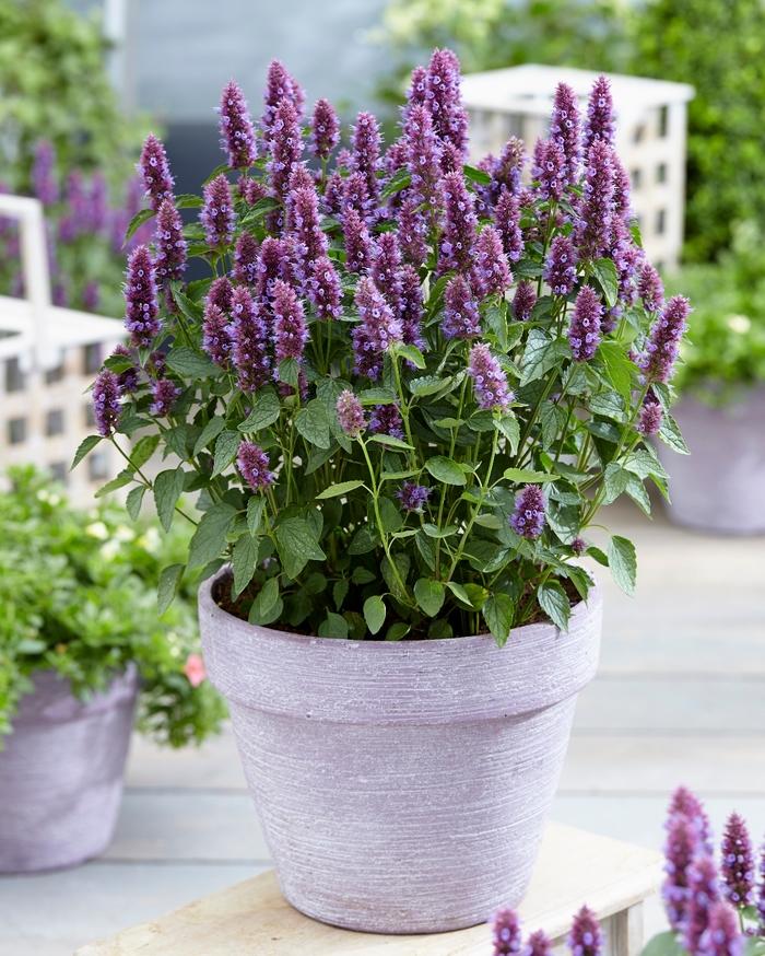 Agastache Beelicious Purple