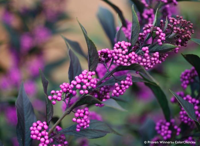 Callicarpa Pearl Glam&reg;