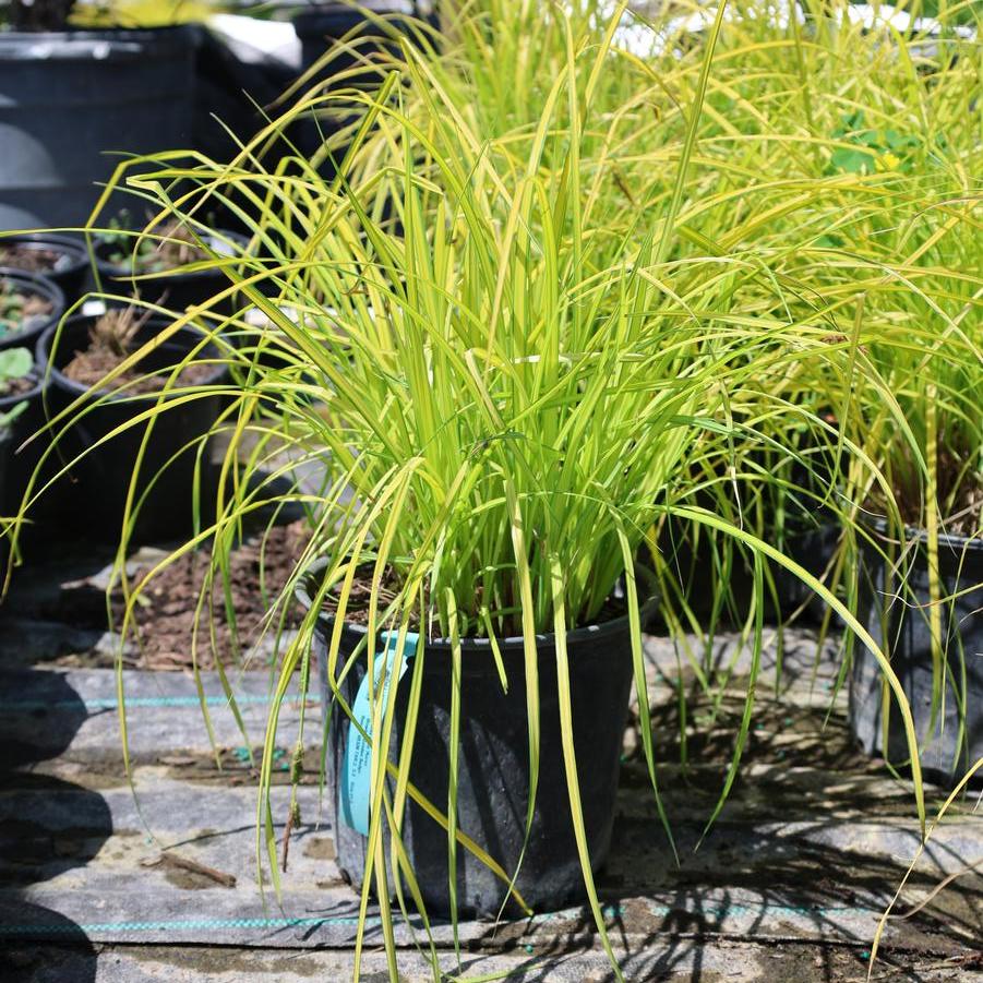 Carex elata Aurea