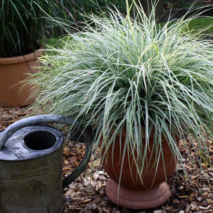 Carex oshimensis EverColor&reg; Everest