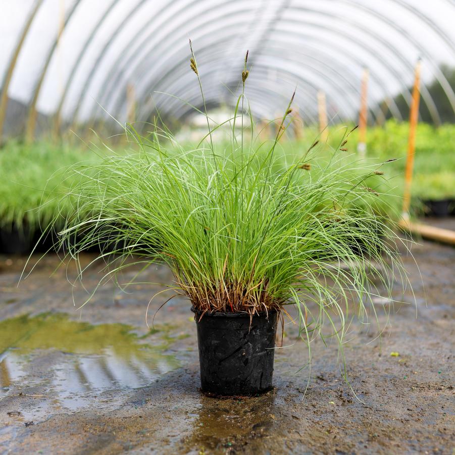 Carex glauca Blue Zinger