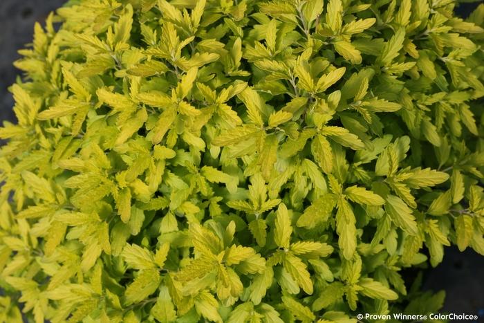 Caryopteris incana Sunshine Blue&reg; II