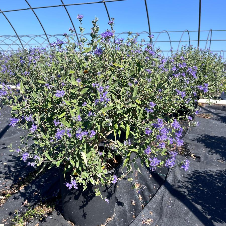 Caryopteris x clandonensis Blue Mist