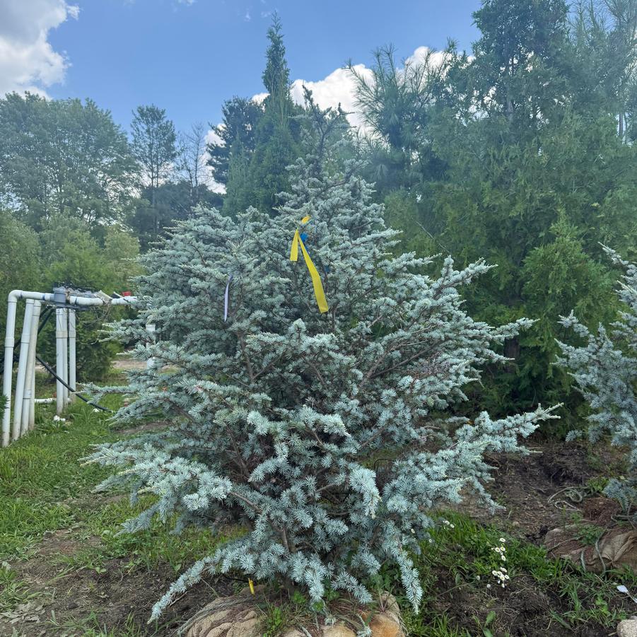 Cedrus atlantica 'Horstman' - Blue Atlas Cedar from Great Lakes Landscape Supply
