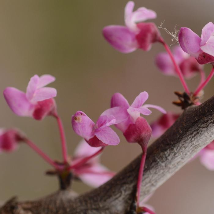 Cercis canadensis Pink Heartbreaker