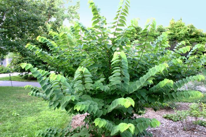 Cercis canadensis Ace of Hearts