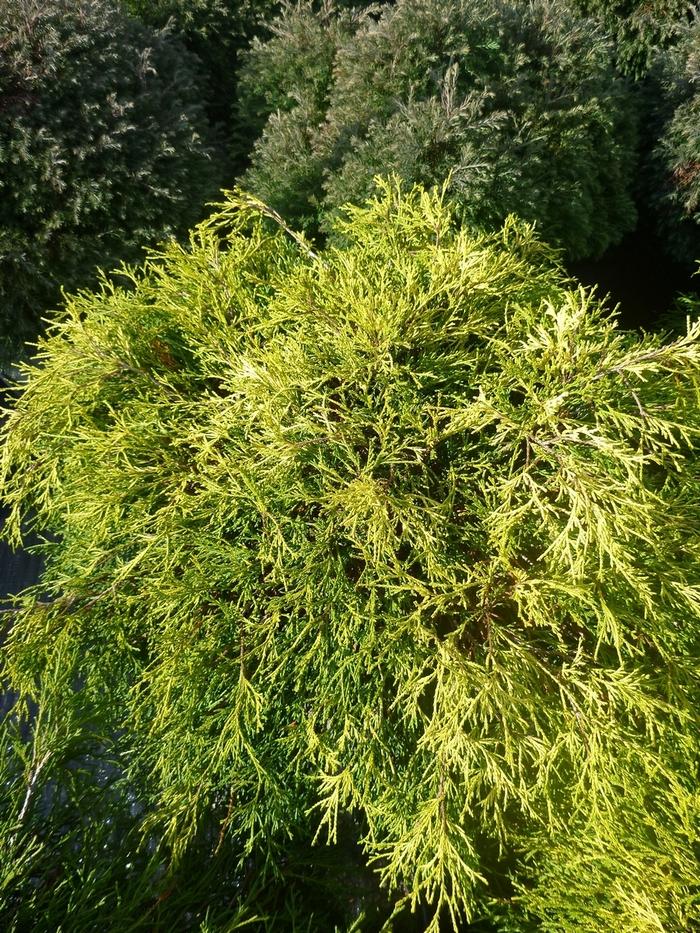 Chamaecyparis pisifera Sungold