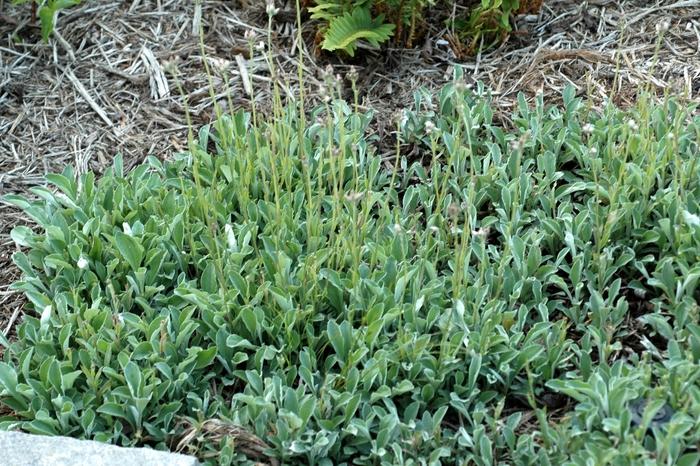 Antennaria plantaginifolia 