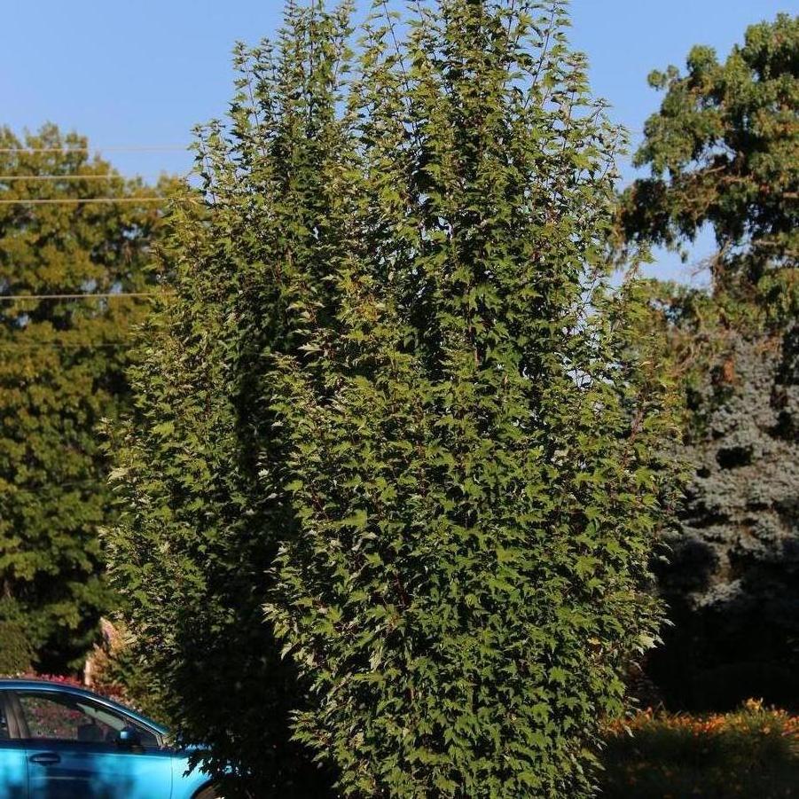 Acer rubrum Armstrong Gold&trade;