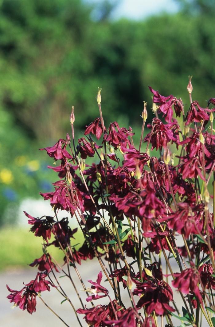 Aquilegia canadensis 