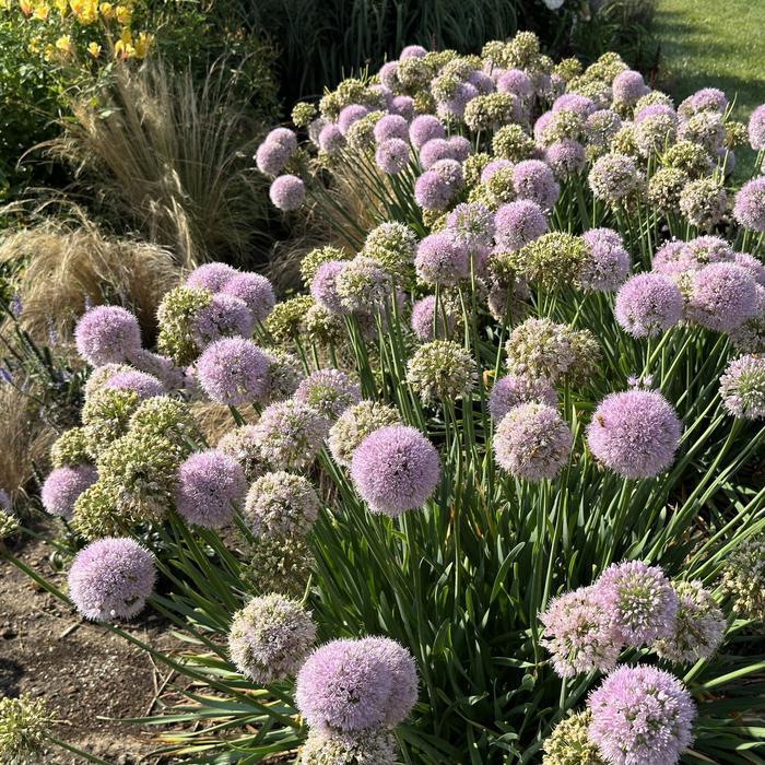 Allium Bubble Bath