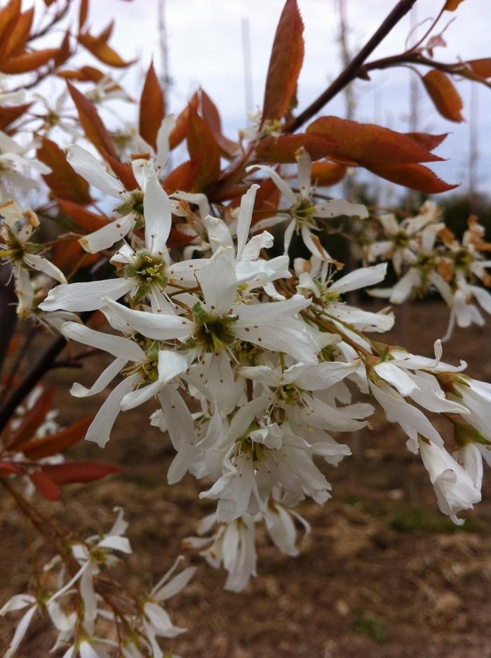 Amelanchier laevis Spring Flurry&reg;