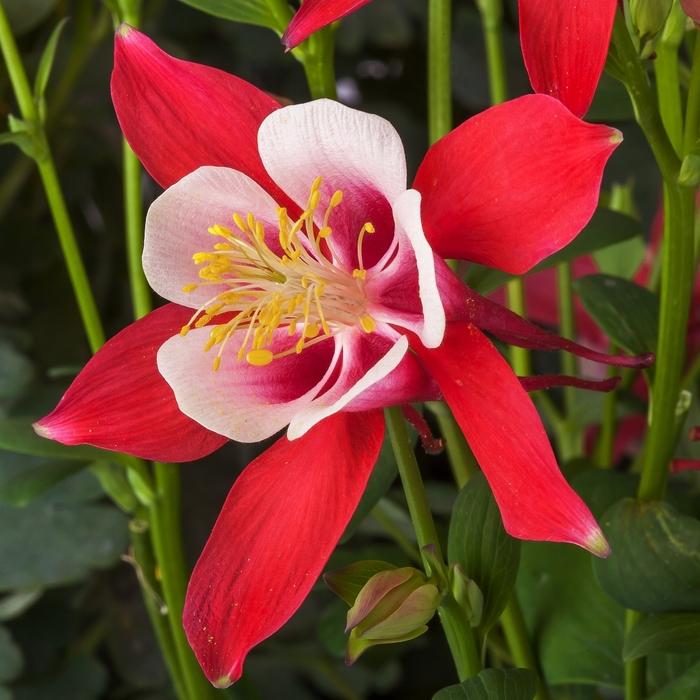 Aquilegia caerulea Kirigami&trade; Red & White