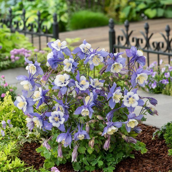 Aquilegia caerulea Earlybird&trade; Blue White