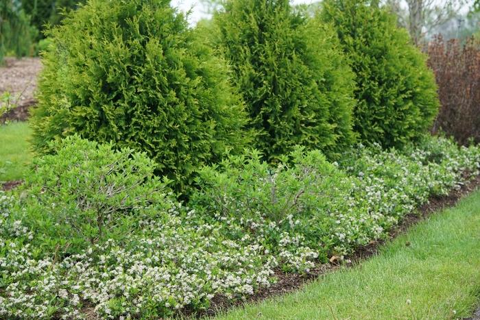 Aronia melanocarpa Ground Hug&reg;