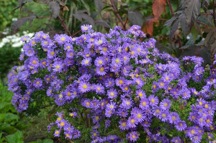 Aster Kickin&reg; Lilac Blue