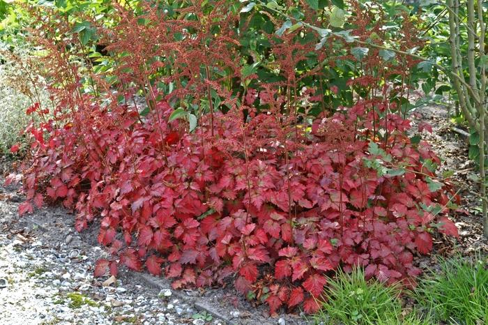 Astilbe x arendsii Color Flash&reg;