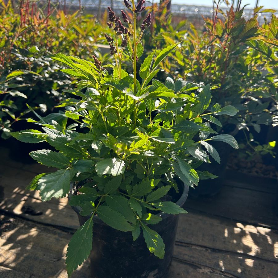Astilbe x arendsii Happy Spirit
